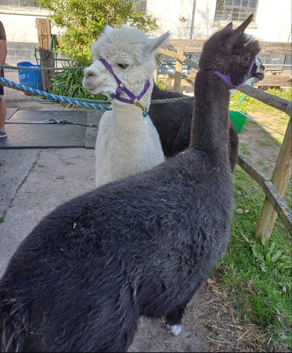 Alpaca