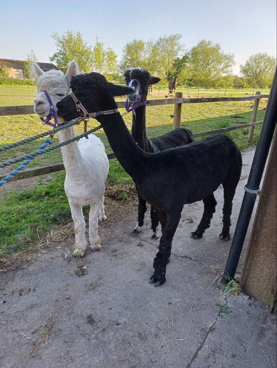 Alpaca